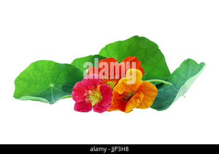 Rot, orange und gelb Kapuzinerkresse Blüten isoliert auf weißem Hintergrund mit Clipping-Pfad enthalten. Verfügbare Kopie Platz für Text. Stockfoto