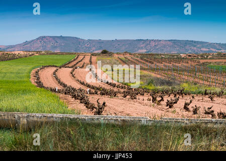 Weinberg in der Nähe der Navarrete, La Rioja, Spanien. Camino de Santiago. Stockfoto