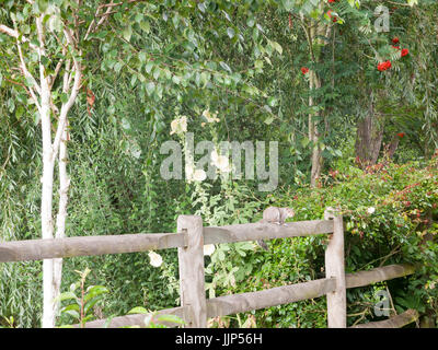ein Eichhörnchen auf einem Holzzaun außerhalb stehend; Essex; UK Stockfoto