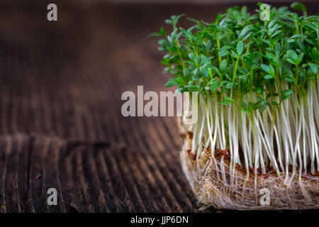 Frische Kresse sprießen bereit für Salat. Gesunde vegetarische Kost. Frische Kräuter. Stockfoto