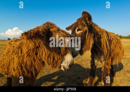 "Woolly" Esel, eine seltene Art (Baudet du Poitou) einmal verwendet, um Salz zu tragen. St Martin-de-Ré, Île de Ré, Charente-Maritime, Frankreich Stockfoto