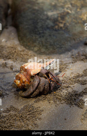 Einsiedlerkrebs, spazieren am Strand im Bako Nationalpark, Malaysia Stockfoto