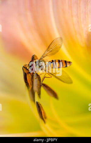 Hoverfly, Episyrphus Balteatus, Fütterung aus rosa und gelbe Blume eine Taglilie Hemerocallis, Berkshire, Juli Stockfoto