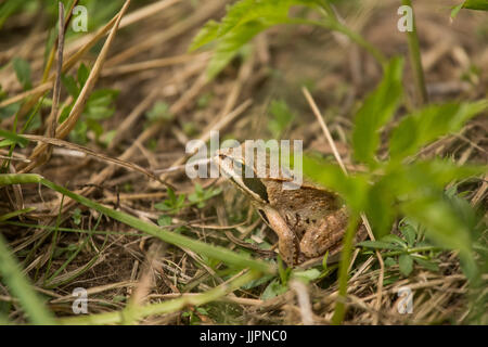 Ein schöner brauner Frosch sitzt auf einer Wiese Wiese in der Nähe des Flusses. Stockfoto