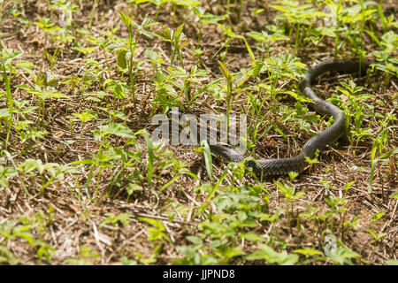 Eine schöne Nahaufnahme von einer Ringelnatter auf Grund auf Wiese. Reptil-Porträt. Stockfoto