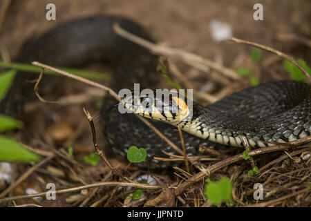 Eine schöne Nahaufnahme von einer Ringelnatter auf Grund auf Wiese. Reptil-Porträt. Stockfoto