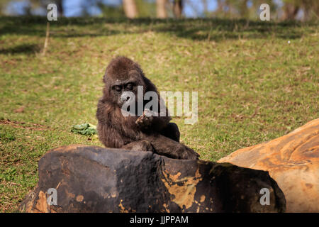 Ein junger Gorilla sitzt ruhig in die Gehege im Zoo. Stockfoto