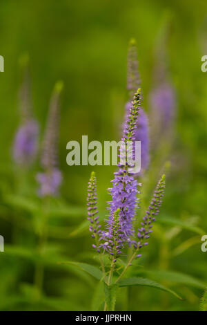 Eine schöne Longleaf Speedwell Blüte in einer Sommerwiese. Veronica Longofolia. Stockfoto