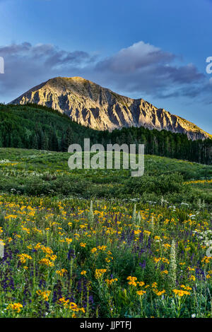 Wildblumen und Gothic Berg (12.631 ft.), Gunnison National Forest, in der Nähe von Crested Butte, Colorado USA Stockfoto