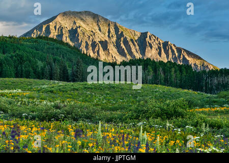 Wildblumen und Gothic Berg (12.631 ft.), Gunnison National Forest, in der Nähe von Crested Butte, Colorado USA Stockfoto