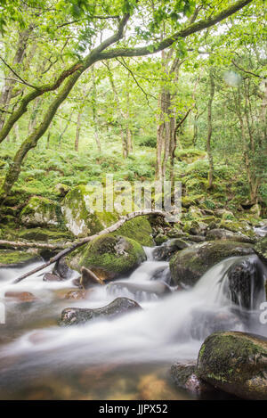 Strom durch den Wald Stockfoto
