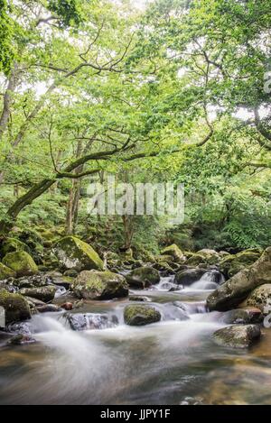 Fluß Plym fließt durch den alten Wald Stockfoto