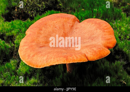 Rufous Milch Cap, North Rhine-Westphalia, Deutschland / (Lactarius Rufus) / Rufous Milkcap Stockfoto