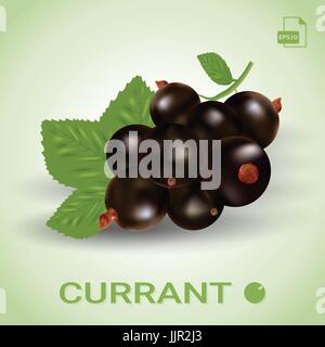 Schwarze Johannisbeere, reifen Beeren mit grünen Blättern. Stock Vektor