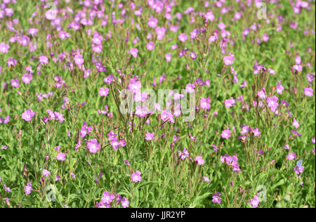 Einen dicken Patch der großen Weidenröschen (Epilobium Hirsutum) in Blüte. Cuckmere Haven, Sussex, UK. Stockfoto