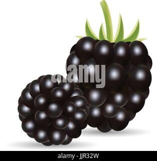 Süße Früchte. Wald-Beeren. Brombeere, Isolated On White Background. Stock Vektor
