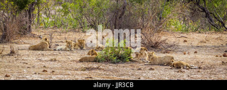 Afrikanischen Löwen im Krüger-Nationalpark, Südafrika; Spezies Panthera Leo Familie Felidae Stockfoto