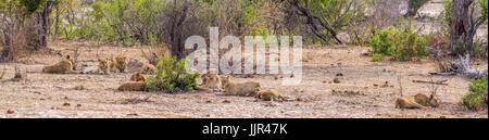 Afrikanischen Löwen im Krüger-Nationalpark, Südafrika; Spezies Panthera Leo Familie Felidae Stockfoto