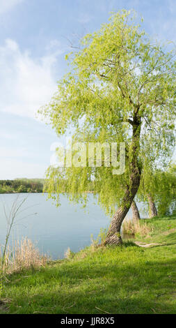 Blick auf die Trauerweide. Es befindet sich am Ufer eines Sees. Stockfoto