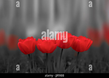 Rote Tulpe Blumen blühen auf schwarzen und weißen erlauben Hintergrund Stockfoto