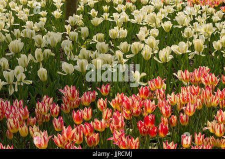 Tulpen Frühlingsgrün und Tricolette Stockfoto