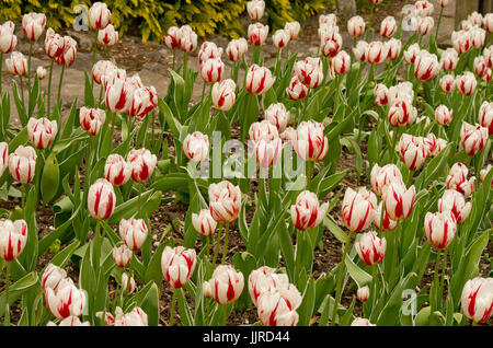 Tulpe Welt Ausdruck Stockfoto