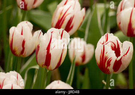 Tulpe Welt Ausdruck Stockfoto