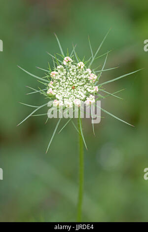 Rosa Blütenblätter umgeben die kleine Spitze wie Blumen von einem Queen Anne es Lace. Versteckt in der Mitte des abgeflachten Dolde, Bloss eine einsame lila Blume Stockfoto