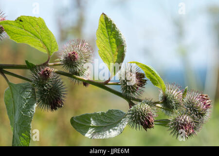 Geringerem Klette, Arctium minus, Blumen, die sterben und produziert Samen in kleinen Haken wie Klettverschluss abgedeckt, die in Zerstreuung im Fell von Tieren, Jul helfen Stockfoto