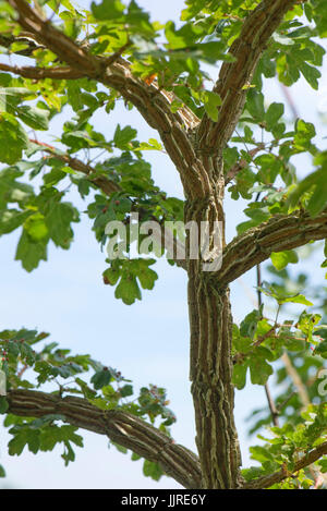 Tiefe Rinde Muster auf ein junges Feld Ahorn, Acer campestre. Ursache ist nicht bekannt, aber kann ein Virus ähnlich in Elm, Berkshire, Juli bis wingbark werden. Stockfoto