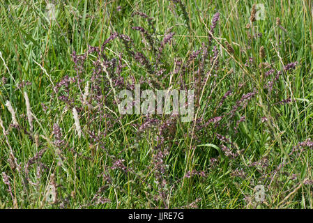 Rote Bartsia, Odontites Vernus, Blüte Halbschmarotzer in Grünland, Berkshire, Juli Stockfoto