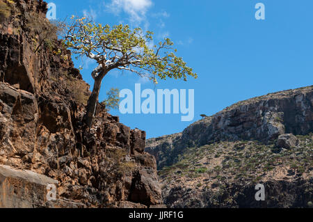 Jemen: ein Baum auf einem Felsen in der Oase des Dirhur im Drachenblut Bäume Wald auf der Insel Sokotra, UNESCO-Weltkulturerbe seit 2008 Stockfoto