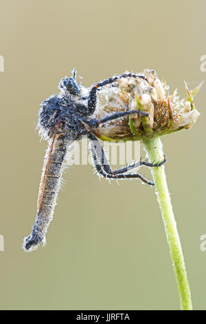 Downland Robberfly Machimus rusticus Männlich mit Tautropfen bedeckt. Arten der Familie Asilidae, Nahaufnahme Makro mit verschwommenen Hintergrund. Stockfoto