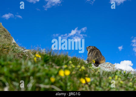 Alpine Marmot - Marmota marmota, Alpen, dem höchsten europäischen Berge. Österreich. Stockfoto