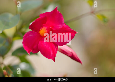 DIPLADENIA oder Sundaville Blüte Stockfoto