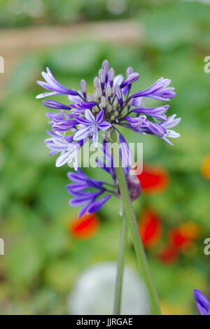 Agapanthus (Schmucklilie oder Lady des Nils) sind Sommerblüher, häufig in Schattierungen von blau und violett. Stockfoto