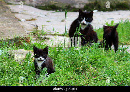 Schwarz / weiß Katze und Kätzchen waschen auf dem grünen Rasen. Stockfoto