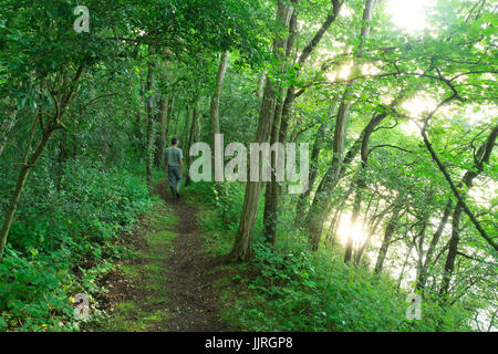 Frankreich, Loir-et-Cher (41), Chaumont-Sur-Loire, Île De La Folie, Espace Schützling de Grenze de Loire, Forêt Alluviale / / Frankreich, Loir-et-Cher, Chaumont Stockfoto