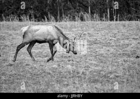 Ein Elch (Cervus elaphus manitobensis) Spaziergänge in ein Feld der Cataloochee Tal, North Carolina, USA. Stockfoto