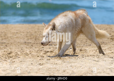 Der Hunderasse Husky läuft entlang der Sandstrand Stockfoto