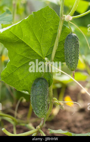 Close-up Pflanzenarten grüne Gurken auf Ogorod im Sommer. Stockfoto