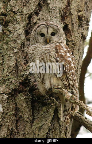 Gefleckte Eule getarnt gegen einen Baum in Nanaimo, Britisch-Kolumbien Stockfoto