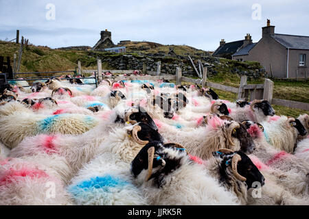 LEWIS und HARRIS, Schottland - ca. APRIL 2016: Schafe auf den äußeren Inseln Lewis und Harris in Schottland. Stockfoto