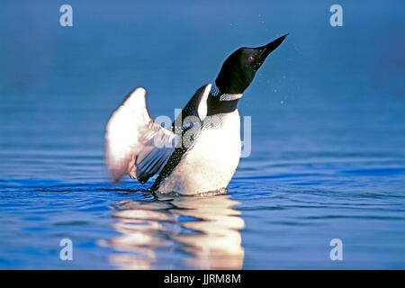 Großen Northern Diver oder gemeinsame Loon aufstehen im Wasser, shacking Kopf, Wasser spritzt Stockfoto