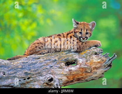 Mountain Lion Baby Festlegung auf dem Baumstamm Stockfoto