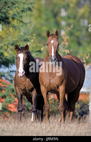 Vollblut und Quarterhorse stehen zusammen im Feld Stockfoto