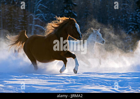 Arabische Pferde im Galopp im Pulverschnee Stockfoto