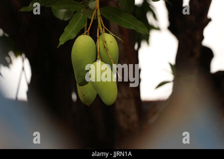 Gruppe von reife Mangos auf Baum im natürlichen Hintergrund, es ist voll von Vitamin C und oft verwendet, um die Aromen der Speisen und Getränke, tropischen Ston Akzent Stockfoto