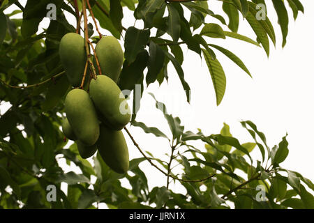 Gruppe von reife Mangos auf Baum im natürlichen Hintergrund, es ist voll von Vitamin C und oft verwendet, um die Aromen der Speisen und Getränke, tropischen Ston Akzent Stockfoto