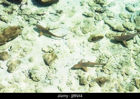 Schwarzspitzen Hai. Pulau Payar Marine Park. Malaysia. Stockfoto